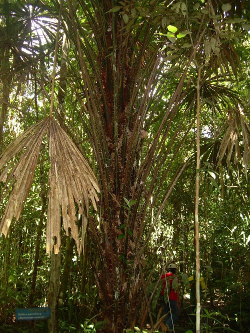 rotan1